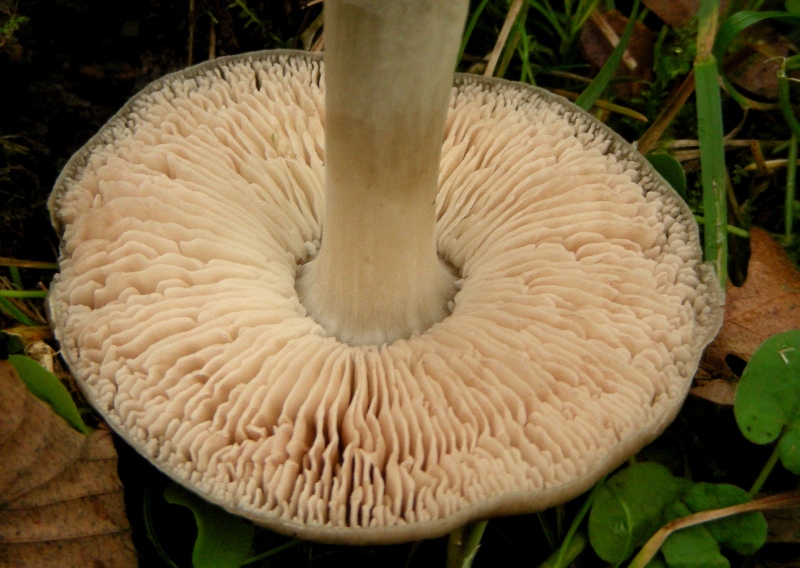 Volvariella gloiocephala